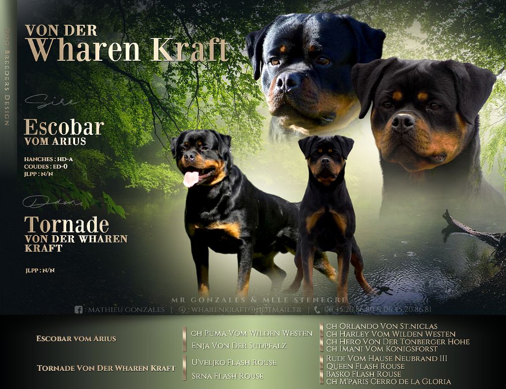 von der wharen kraft - Chiot disponible  - Rottweiler