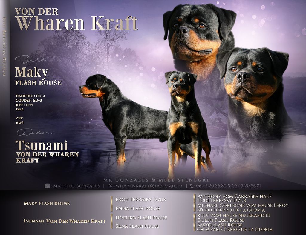 von der wharen kraft - Chiot disponible  - Rottweiler