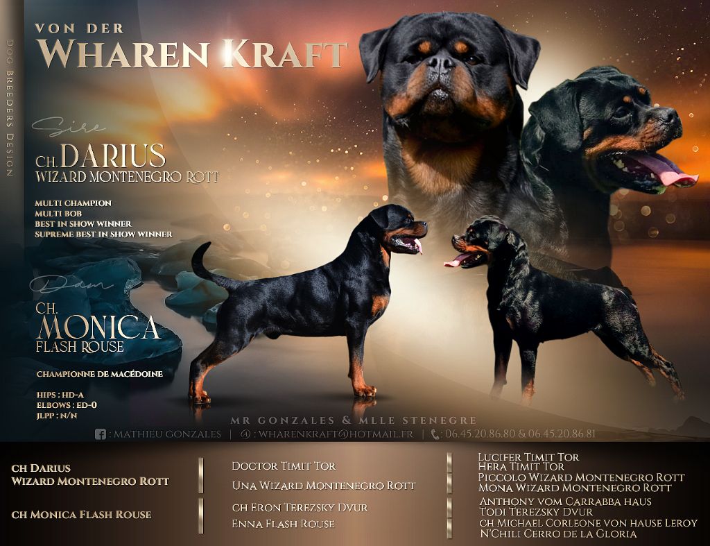 von der wharen kraft - Chiot disponible  - Rottweiler