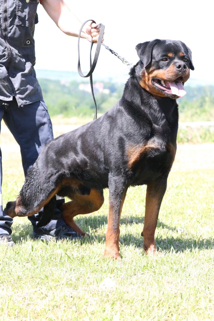 Thor von der wharen kraft