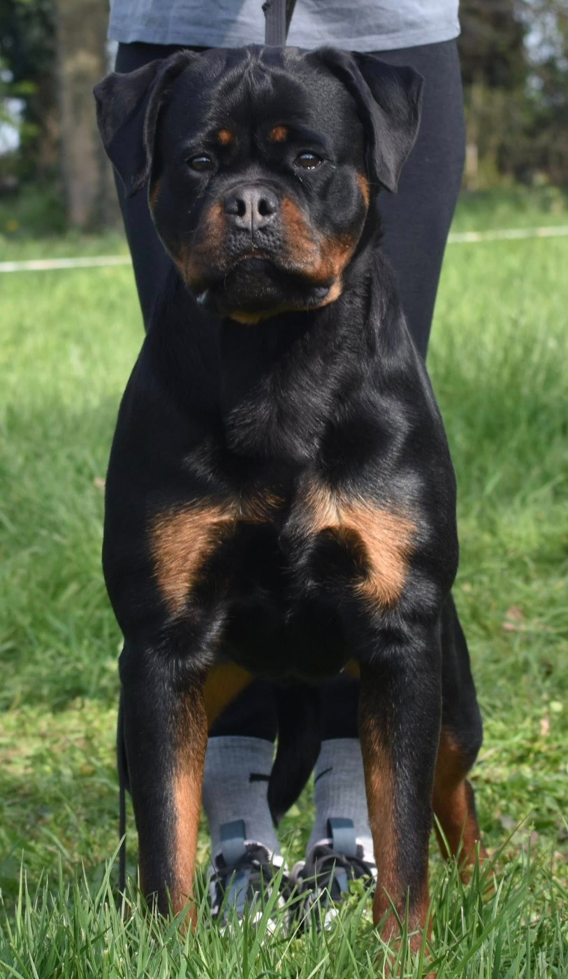 V'MAFIA von der wharen kraft