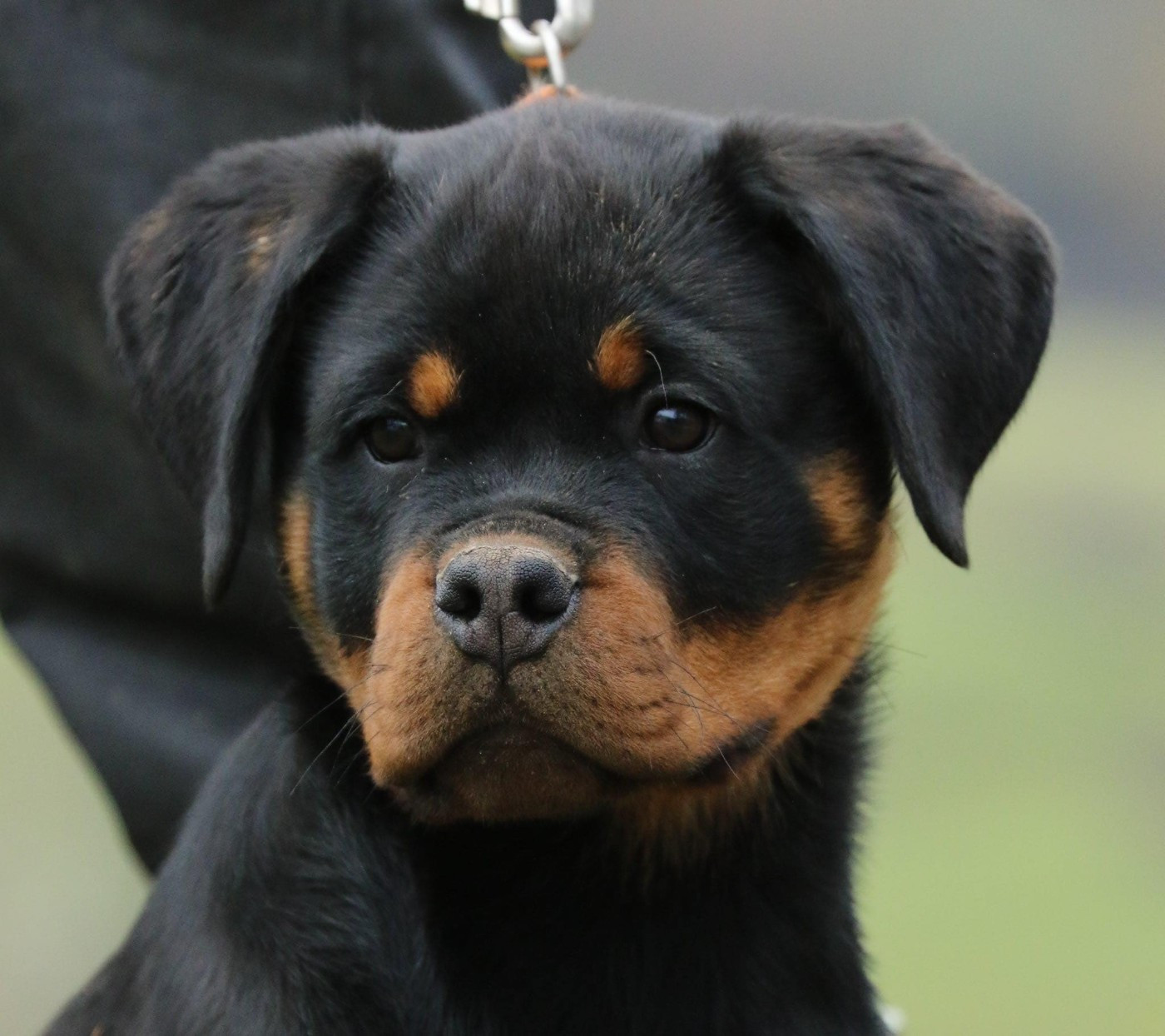 von der wharen kraft - Chiots disponibles - Rottweiler