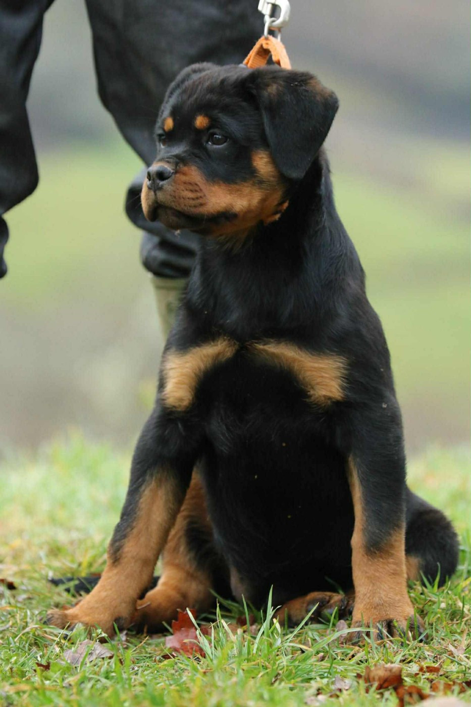 von der wharen kraft - Chiots disponibles - Rottweiler