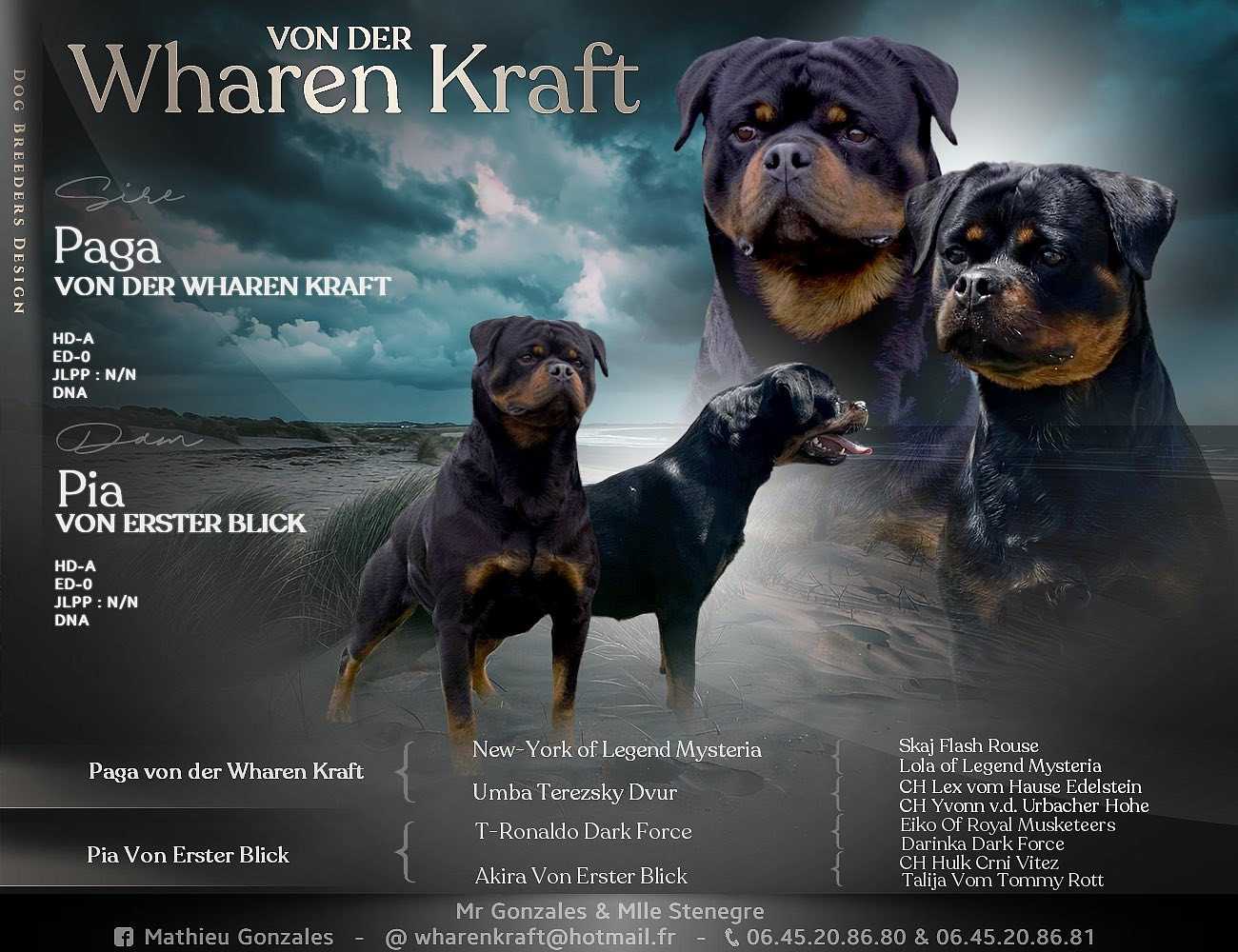 von der wharen kraft - Chiots disponibles - Rottweiler