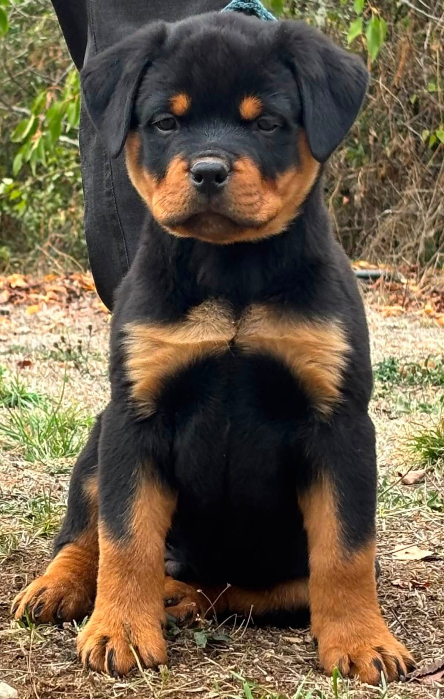von der wharen kraft - Chiots disponibles - Rottweiler
